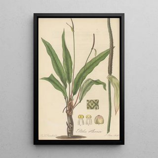 William Jackson Hooker - Pothos Harrisii.webp