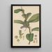 Pothos violacea - William Jackson Hooker — quadro incorniciato alla parete