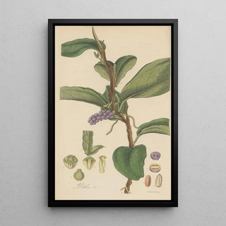 William Jackson Hooker - Pothos violacea.webp