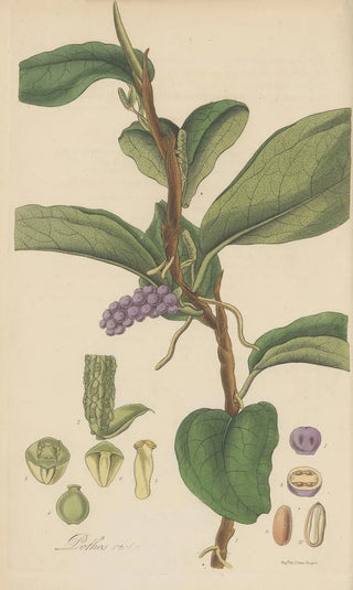 William Jackson Hooker - Pothos violacea.webp