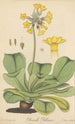 Primula Palinuri - William Jackson Hooker — vista dell’opera