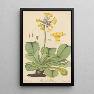 William Jackson Hooker - Primula Palinuri.webp