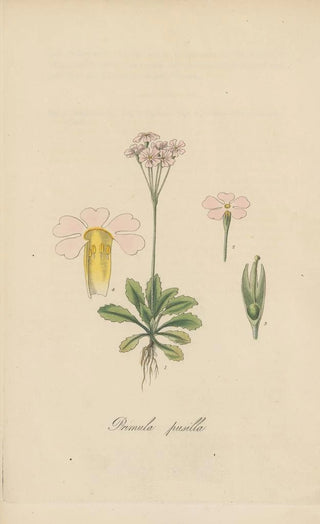 William Jackson Hooker - Primula pusilia.webp