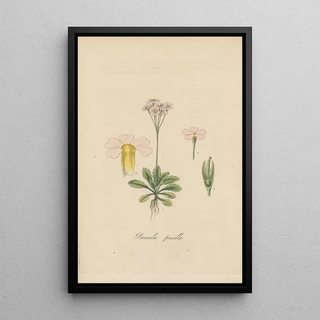 William Jackson Hooker - Primula pusilia.webp