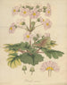 Primula sinensis - William Jackson Hooker — vista dell’opera