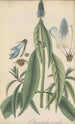 Pycnostachys coerulea - William Jackson Hooker — vista dell’opera
