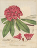 Rhododendron arboreum - William Jackson Hooker — vista dell’opera