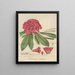 Rhododendron arboreum - William Jackson Hooker — quadro incorniciato alla parete