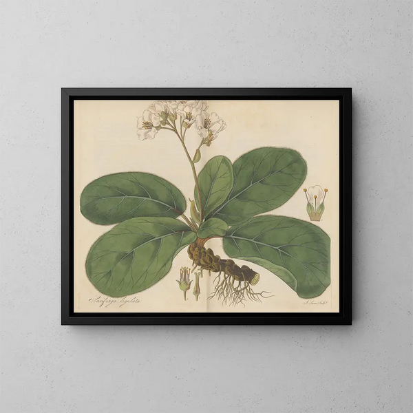 Saxifrage ligulée - William Jackson Hooker — quadro incorniciato alla parete