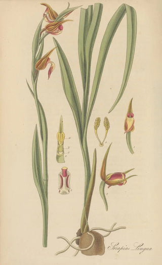 William Jackson Hooker - Serapias Lingua.webp