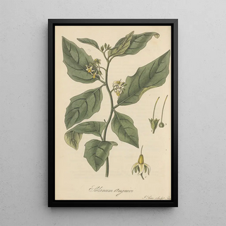 William Jackson Hooker - Solanum Anguivi.webp