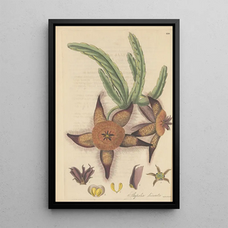William Jackson Hooker - Stapelia hirsuta.webp