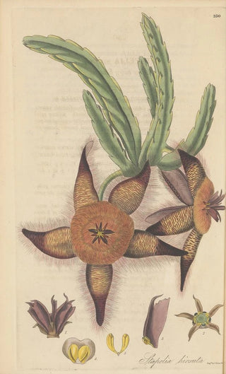 William Jackson Hooker - Stapelia hirsuta.webp