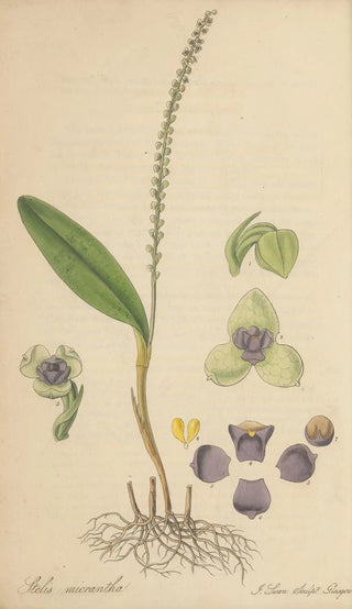 William Jackson Hooker - Stetis Micrantha.webp