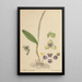 Stetis Micrantha - William Jackson Hooker — quadro incorniciato alla parete