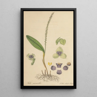 William Jackson Hooker - Stetis Micrantha.webp