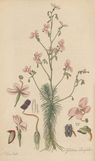 William Jackson Hooker - Stylidium laricifolium.webp