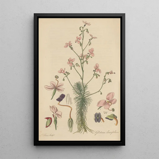 William Jackson Hooker - Stylidium laricifolium.webp