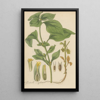 William Jackson Hooker - Synedrella nodiflora.webp