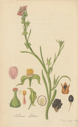 William Jackson Hooker - Talinum ciliatum.webp