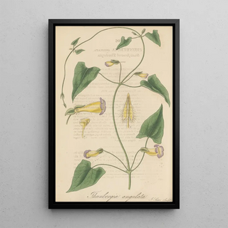 William Jackson Hooker - Thunbergia angulata.webp