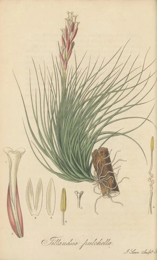 William Jackson Hooker - Tillandsia Pulchella.webp
