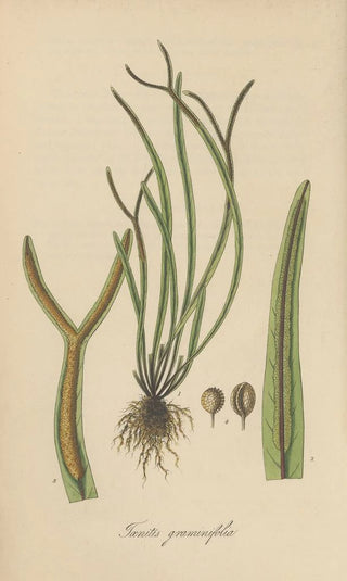 William Jackson Hooker - Toenitis graminifolia.webp