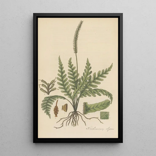 William Jackson Hooker - Trichomanes elegans.webp