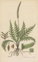 Trichomanes elegans - William Jackson Hooker — vista dell’opera