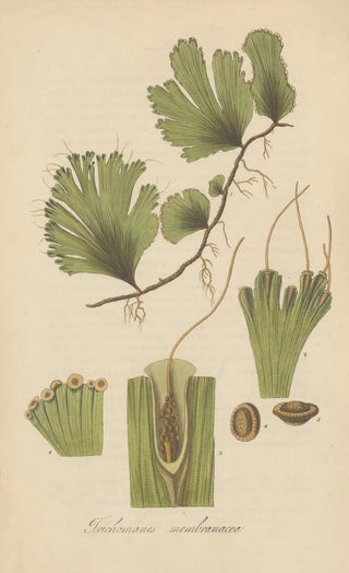 William Jackson Hooker - Trichomanes membranacea.webp