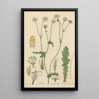 William Jackson Hooker - Trixis senecioides.webp