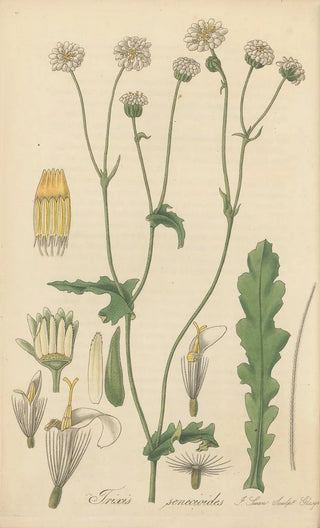 William Jackson Hooker - Trixis senecioides.webp