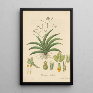 William Jackson Hooker - Trizeuxis falcata.webp