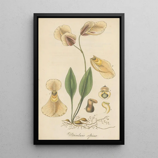 William Jackson Hooker - Utricularia alpina.webp