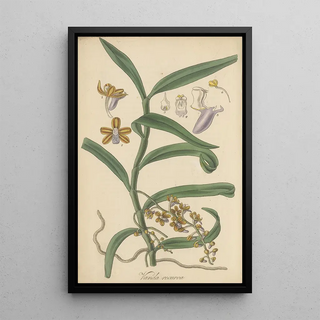 William Jackson Hooker - Vanda recurva.webp