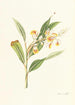 Plantes monandrines - William Roscoe — vista dell’opera