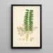 Plantes de la côte de Coromandel Pl023 - William Roxburgh — quadro incorniciato alla parete