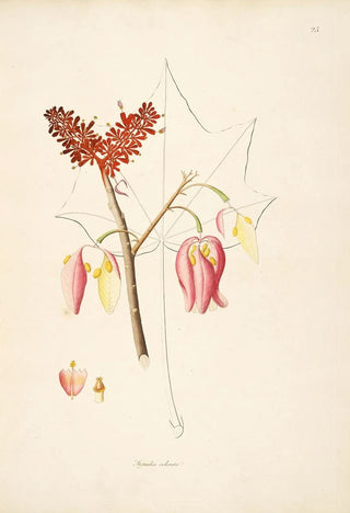 William Roxburgh - Plants of the coast of Coromandel Pl025.webp