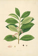 Plantes de la côte de Coromandel Pl027 - William Roxburgh — vista dell’opera
