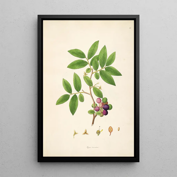 William Roxburgh - Plants of the coast of Coromandel Pl035.webp