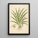Plantes de la côte de Coromandel Pl038 - William Roxburgh — quadro incorniciato alla parete