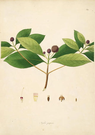 William Roxburgh - Plants of the coast of Coromandel Pl054.webp