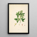 Plantes de la côte de Coromandel Pl061 - William Roxburgh — quadro incorniciato alla parete