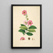 Plantes de la côte de Coromandel Pl065 - William Roxburgh — quadro incorniciato alla parete