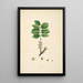 Plantes de la côte de Coromandel Pl082 - William Roxburgh — quadro incorniciato alla parete
