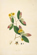 Plantes della costa di Coromandel Pl089 - William Roxburgh — vista dell’opera