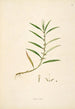 Plantes de la côte de Coromandel Pl093 - William Roxburgh — vista dell’opera