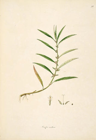 William Roxburgh - Plants of the coast of Coromandel Pl093.webp