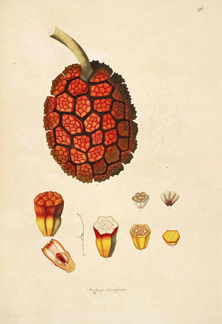 William Roxburgh - Plants of the coast of Coromandel Pl096.webp