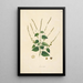 Plantes de la côte de Coromandel Pl098 - William Roxburgh — quadro incorniciato alla parete